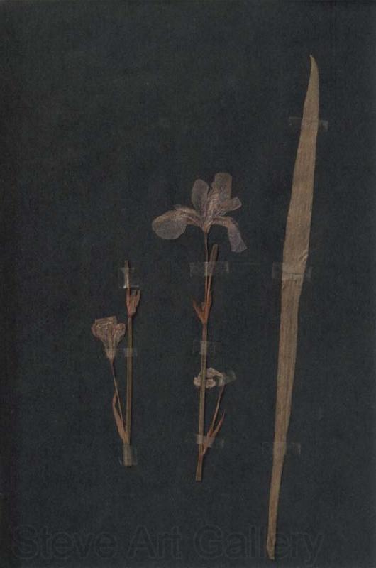 Paul Klee Herbarium Spain oil painting art